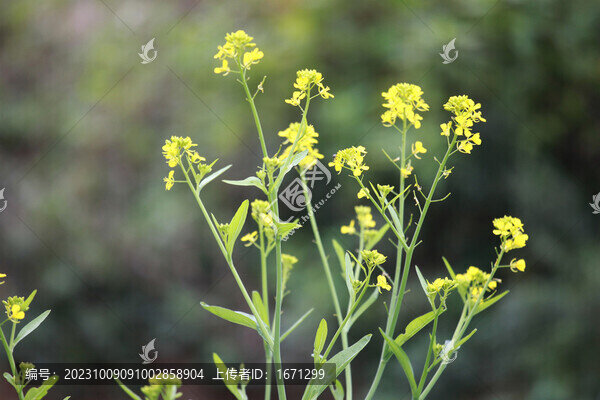 油菜花