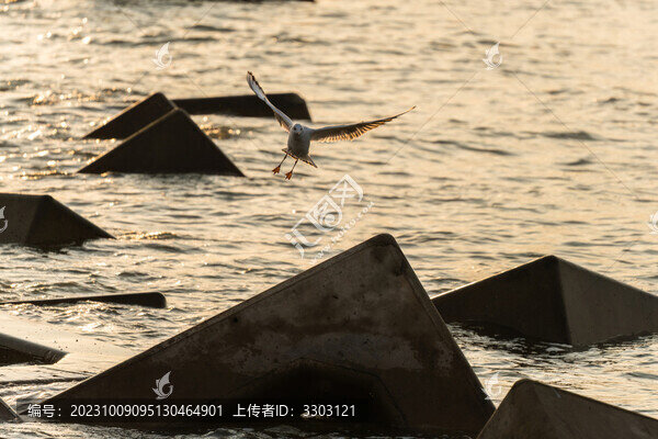 海鷗飛行在防波堤