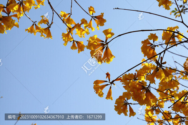 黃花風(fēng)鈴木