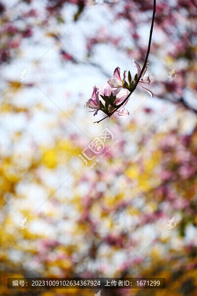 黃花風鈴木中的紫荊花