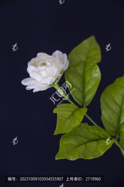 虎頭茉莉