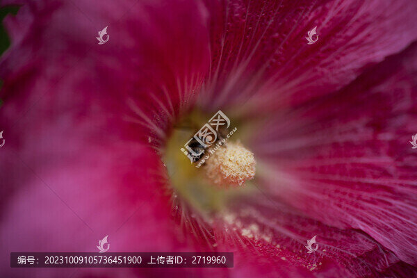 蜜蜂