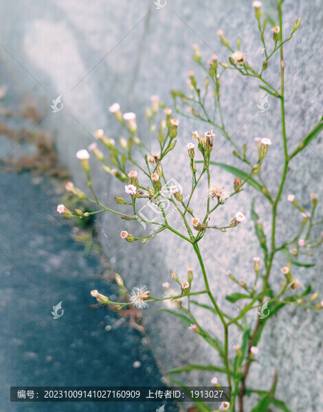 野花