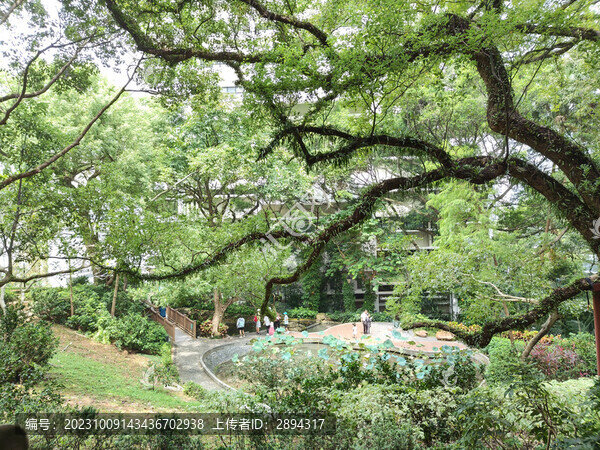 香港大學(xué)