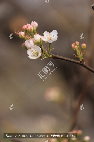 梨花