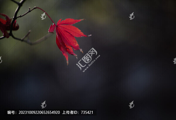 一葉知秋