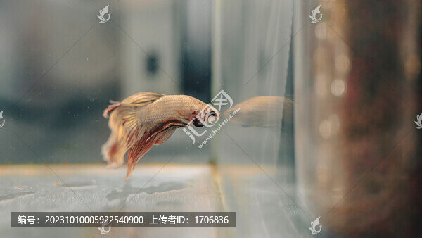 絲足鱸科斗魚
