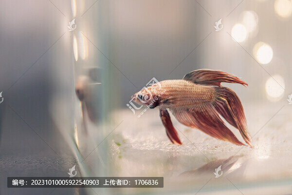 絲足鱸科斗魚(yú)
