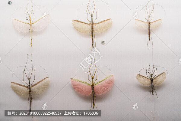 昆蟲標(biāo)本