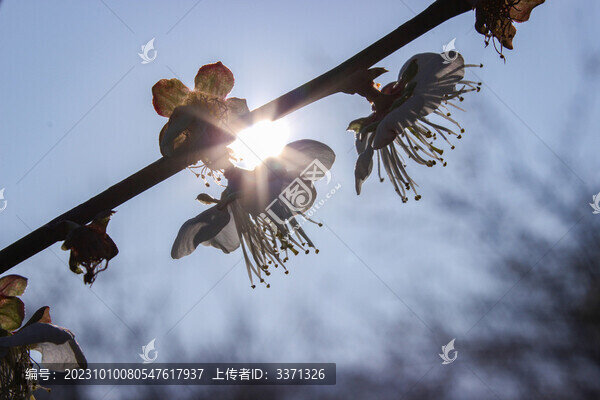 白色梅花