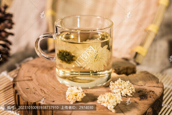 貢菊胎菊攝影圖片