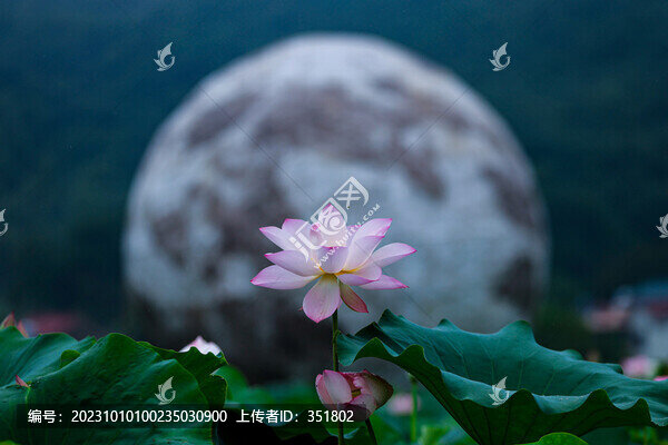 月落荷塘
