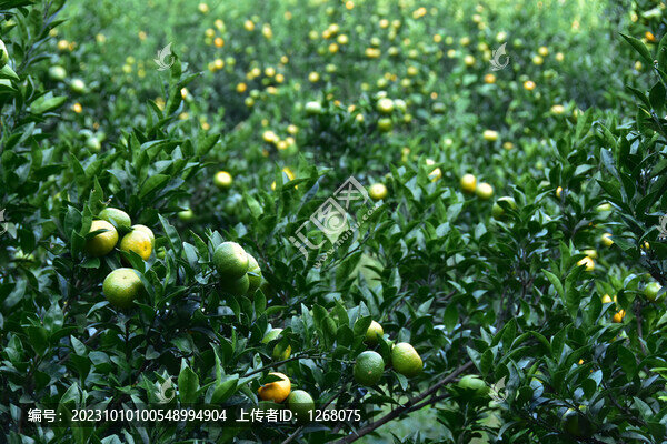 桂林砂糖橘