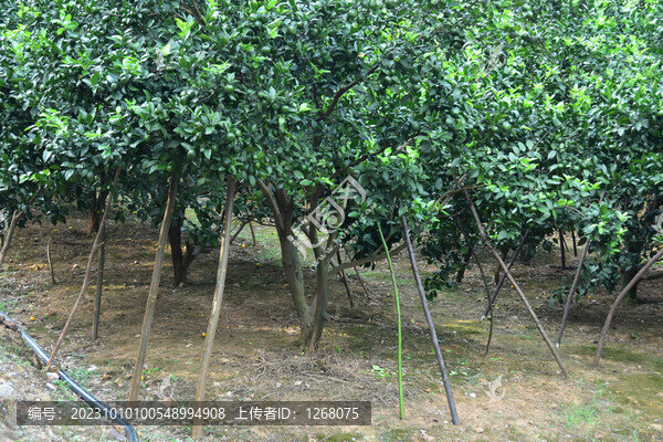 桂林砂糖橘