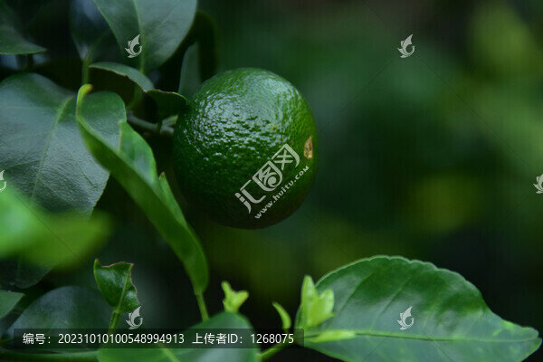 桂林砂糖橘