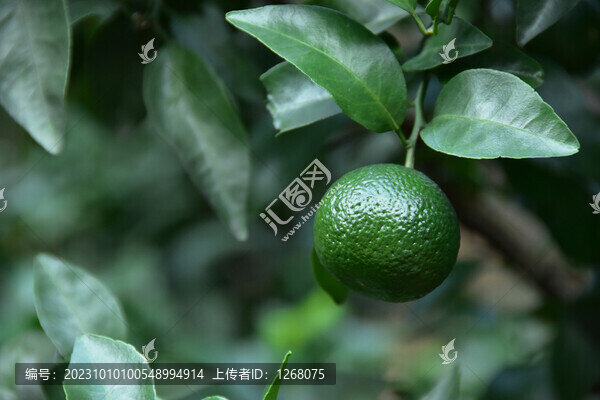 桂林砂糖橘