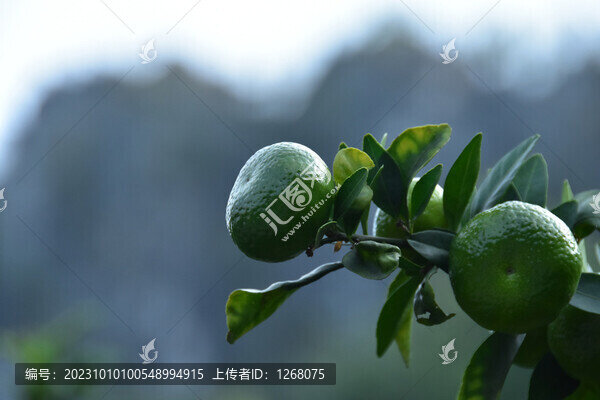 桂林砂糖橘