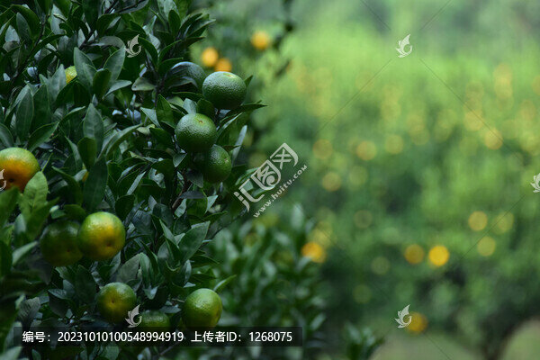 桂林砂糖橘