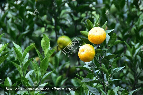 桂林砂糖橘