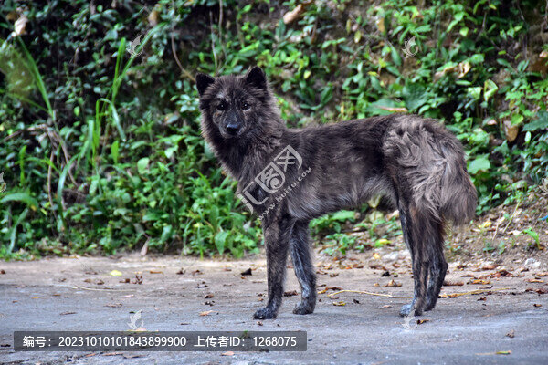 中華田園犬土狗