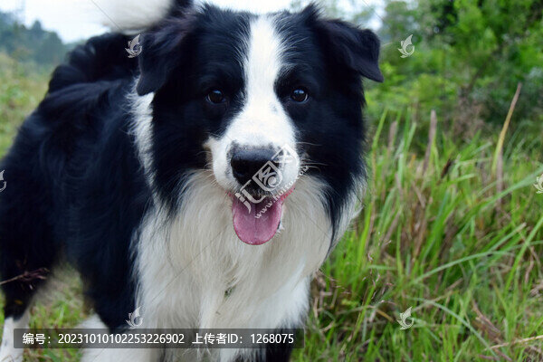 邊牧