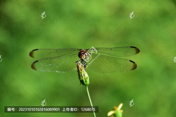 蜻蜓