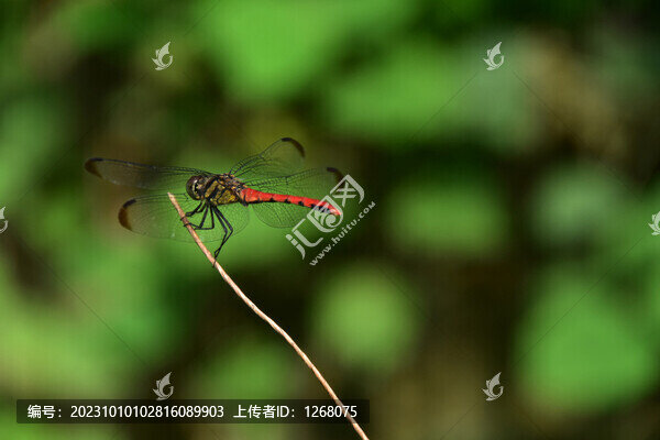 蜻蜓