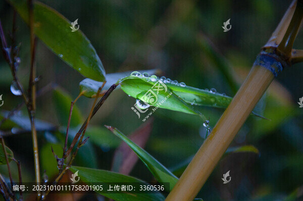帶水滴的竹葉