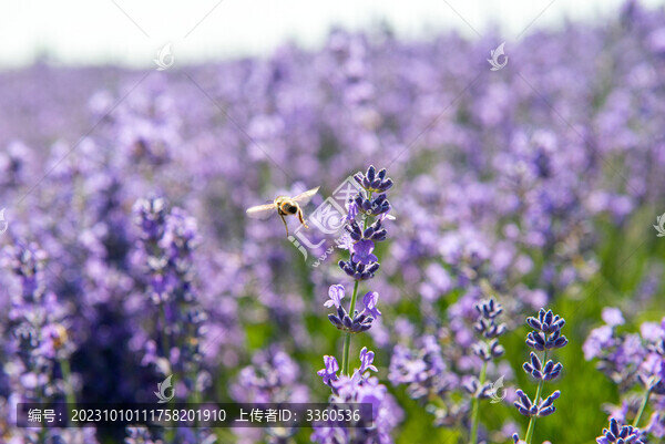 薰衣草花叢中的蜜蜂