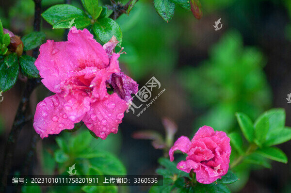 雨中的杜鵑花