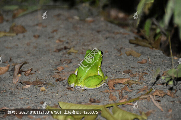 青蛙