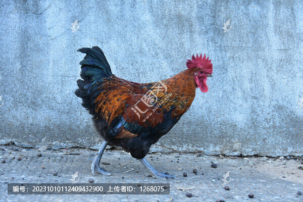 養(yǎng)雞農(nóng)家雞散養(yǎng)雞