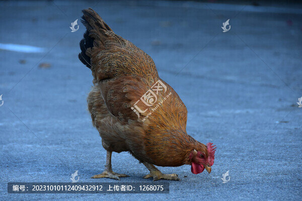 走地雞放養(yǎng)雞農(nóng)家雞