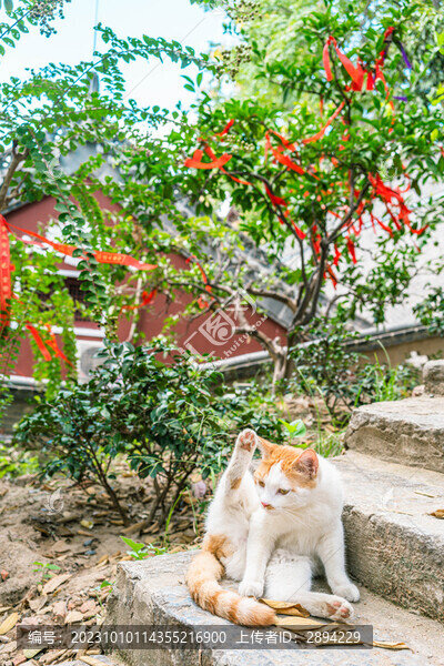 三花貓撓頭的貓咪