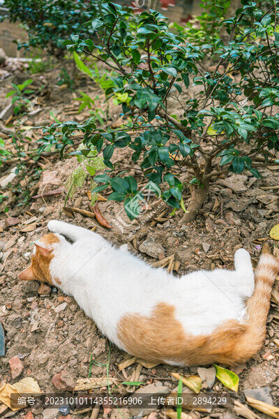躺在地上睡覺的三花貓