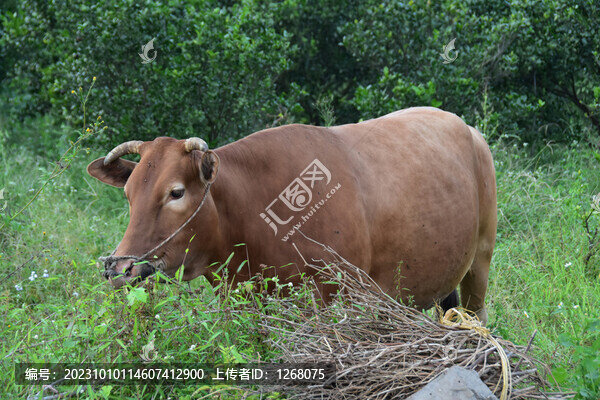 放養(yǎng)黃牛