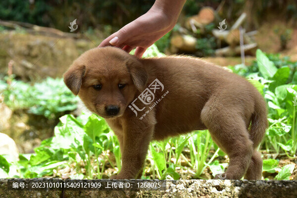 小土狗