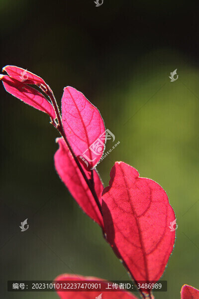 紅樹葉