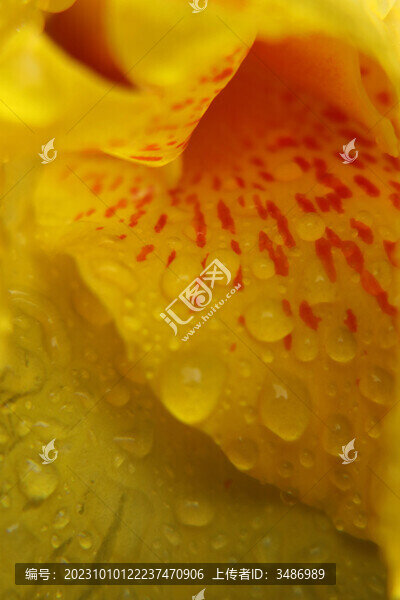 花瓣