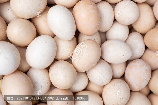新鮮雞蛋