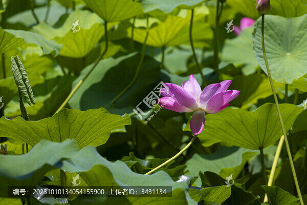 濟(jì)南大明湖荷花