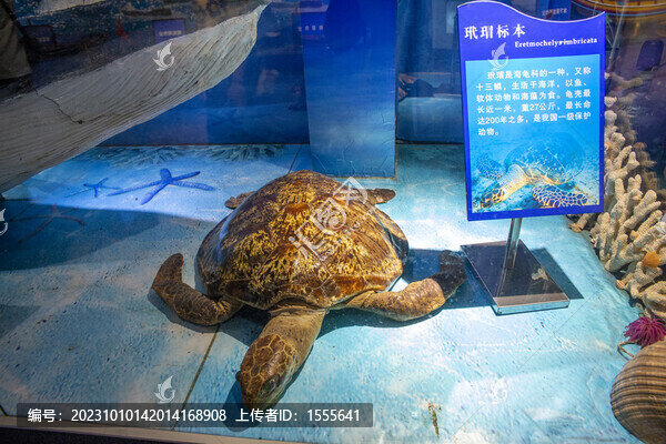 玳瑁標(biāo)本