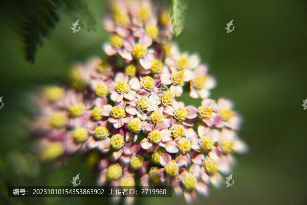 繡線菊