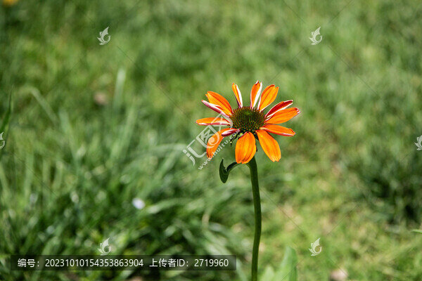 松果菊