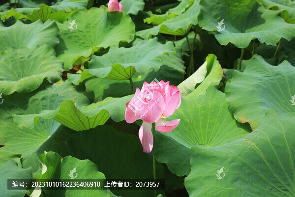 荷花
