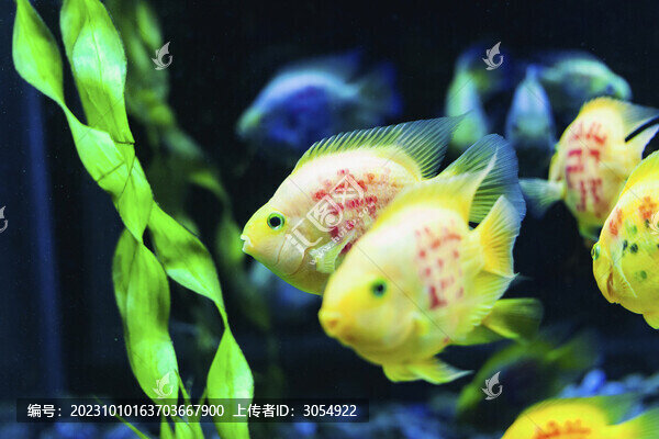 海洋館熱帶魚