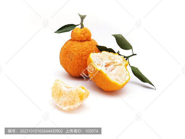 不知火丑柑