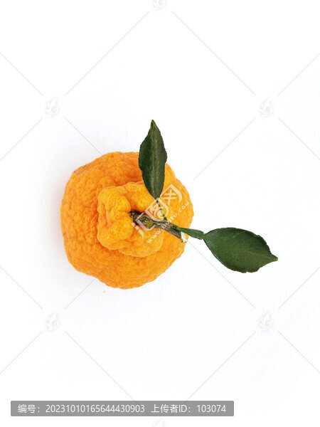 不知火丑柑