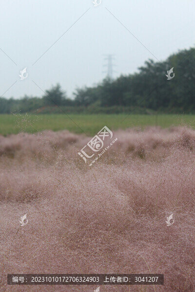 雨后粉黛亂子草特寫鏡頭