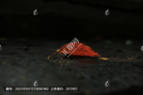 落葉